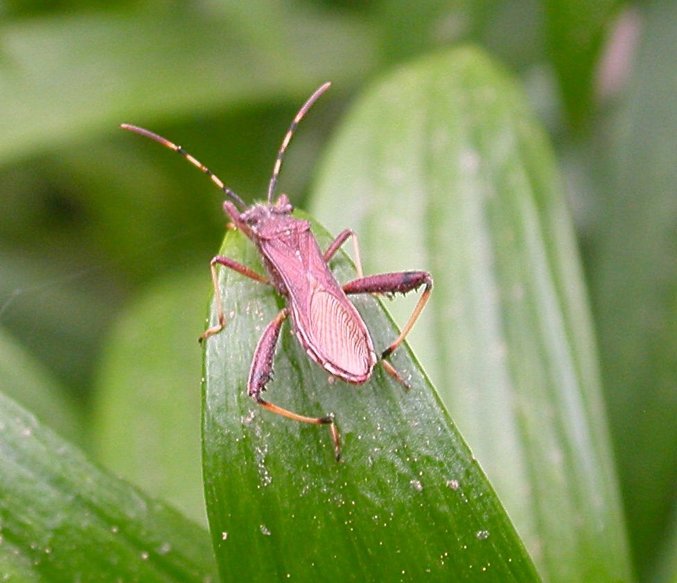Alydidae: Camptopus lateralis